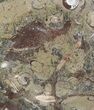 / Fossil Orthoceras & Goniatite Plate - Stoneware #58555-1